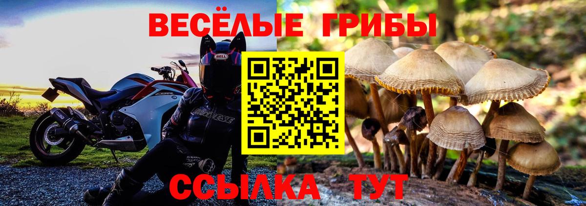 Александров  Галлюциногенные грибы Psilocybe  Вход с VPN  Псилоцибиновые грибы GOLDEN TEACHER 